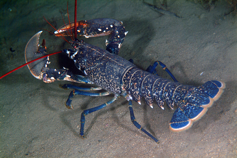 Homarus gammarus